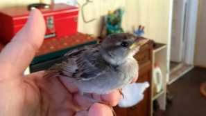 Môj sparrow začal svoju rodinu